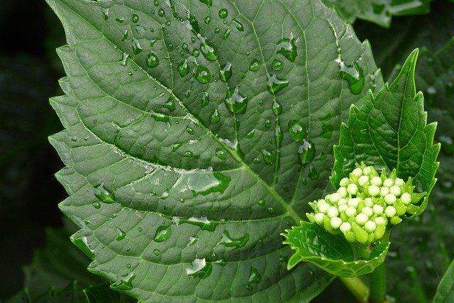 Шаблон фото Квітка Зелена крапля дощу - для OffiDocs