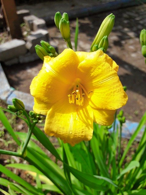 Bezpłatne pobieranie Flower Greens Garden - bezpłatne zdjęcie lub obraz do edycji za pomocą internetowego edytora obrazów GIMP