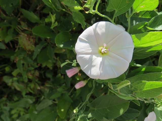 Ücretsiz indir Flower Green White - GIMP çevrimiçi resim düzenleyici ile düzenlenecek ücretsiz ücretsiz fotoğraf veya resim