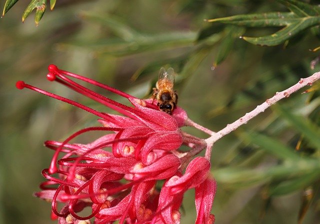 Bezpłatne pobieranie Flower Grevillea Australian - bezpłatne zdjęcie lub obraz do edycji za pomocą internetowego edytora obrazów GIMP