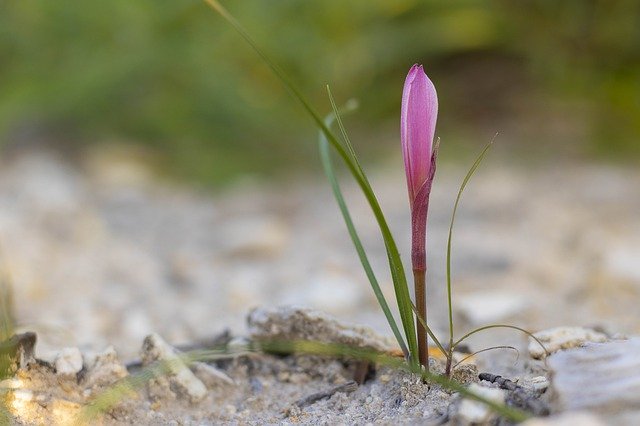 تنزيل Flower Ground مجانًا - صورة مجانية أو صورة لتحريرها باستخدام محرر الصور عبر الإنترنت GIMP