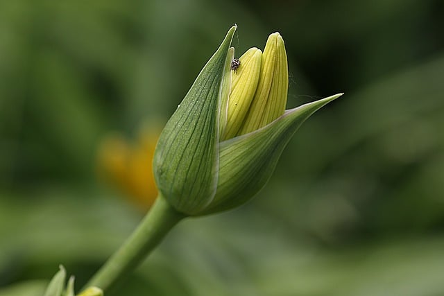 Free download flower growth botany conical free picture to be edited with GIMP free online image editor