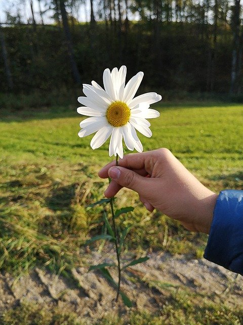 تنزيل Flower Hand Marguerite مجانًا - صورة مجانية أو صورة يتم تحريرها باستخدام محرر الصور عبر الإنترنت GIMP