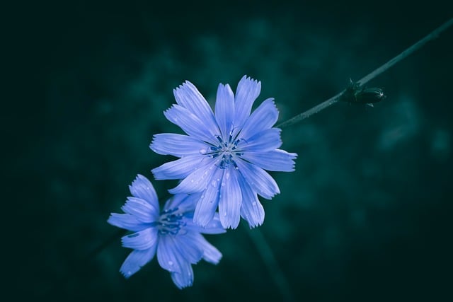 Free download flower head flora freshness petals free picture to be edited with GIMP free online image editor