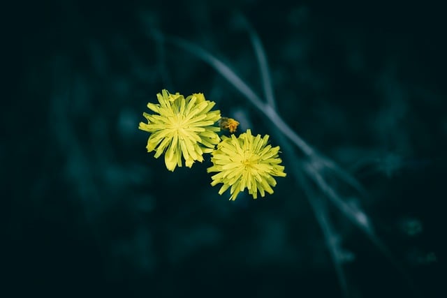 Free download flower head flora yellow freshness free picture to be edited with GIMP free online image editor