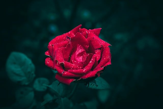 Free download flower head green leaves dark green free picture to be edited with GIMP free online image editor