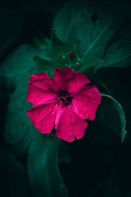 Free download flower head magenta mirabilis jalapa free picture to be edited with GIMP free online image editor