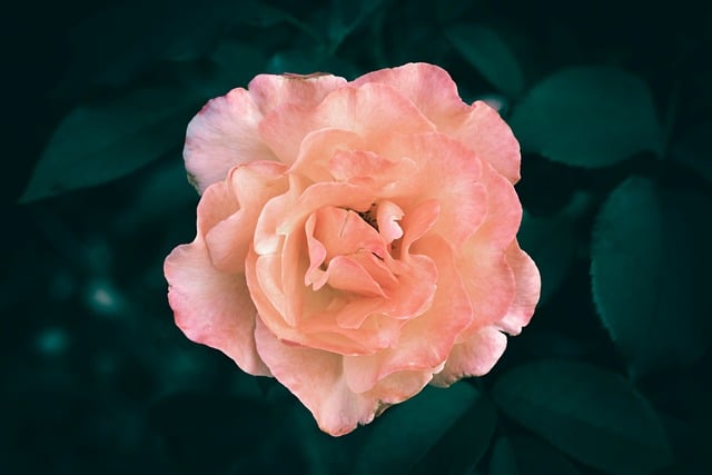 Free download flower head orange rose pink botany free picture to be edited with GIMP free online image editor