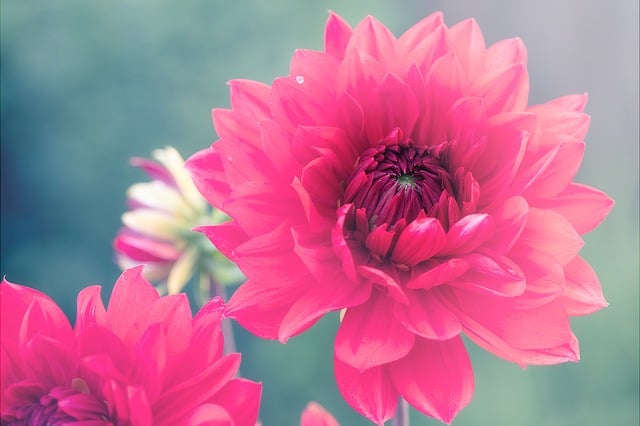 Free download flower head plant natue bloom free picture to be edited with GIMP free online image editor