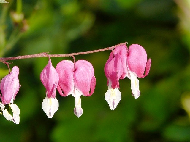 تنزيل Flower Heart مجانًا - صورة مجانية أو صورة لتحريرها باستخدام محرر الصور عبر الإنترنت GIMP