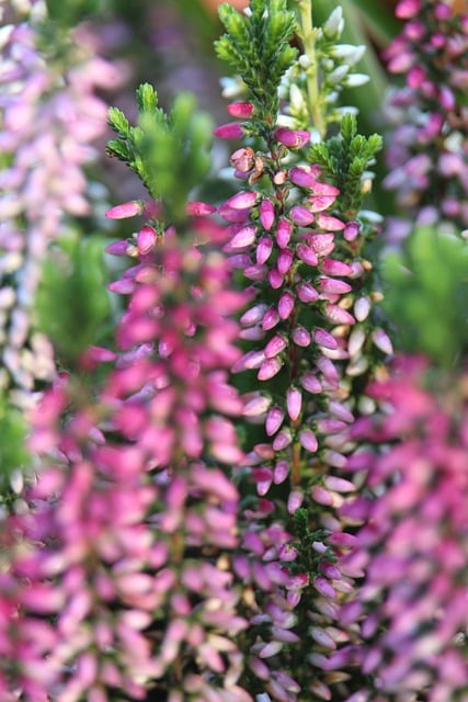 Free download flower heather pagan fall free picture to be edited with GIMP free online image editor