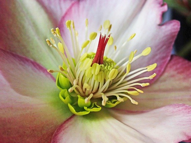 Free download Flower Helebore Macro -  free photo or picture to be edited with GIMP online image editor