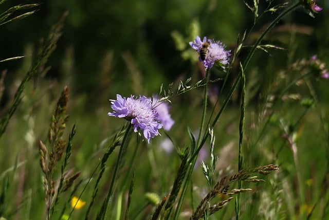 Free download flower herb meadow plant free picture to be edited with GIMP free online image editor
