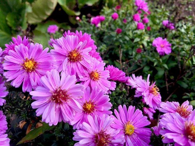 Free download Flower Herbstastern Asters -  free photo or picture to be edited with GIMP online image editor