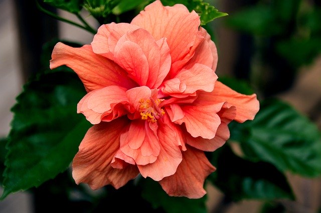 Unduh gratis Flower Hibiscus Blossom - foto atau gambar gratis untuk diedit dengan editor gambar online GIMP