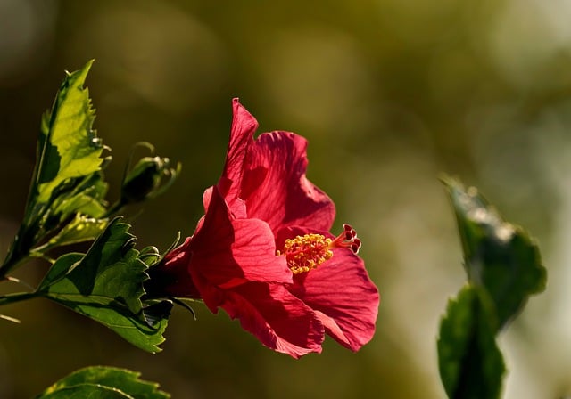 Free download flower hibiscus flora nature free picture to be edited with GIMP free online image editor