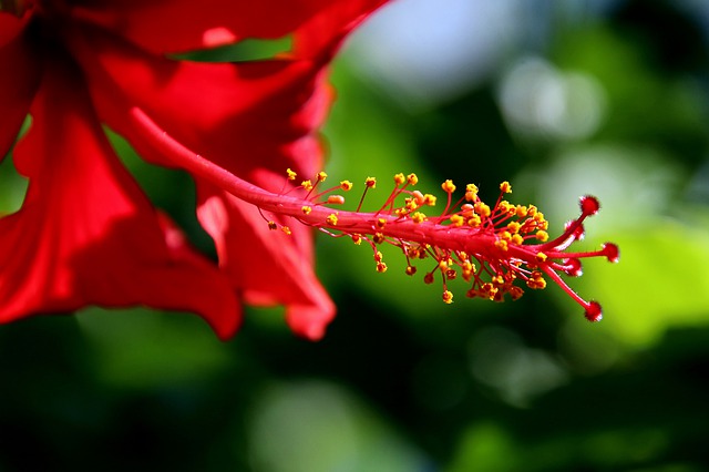Free download flower hibiscus flowers free picture to be edited with GIMP free online image editor