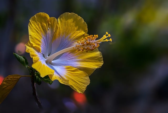 Free download flower hibiscus garden bloom free picture to be edited with GIMP free online image editor