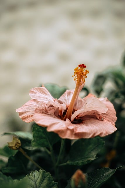 Descarga gratuita de imagen gratuita de flor de hibisco en la orilla del océano para editar con el editor de imágenes en línea gratuito GIMP