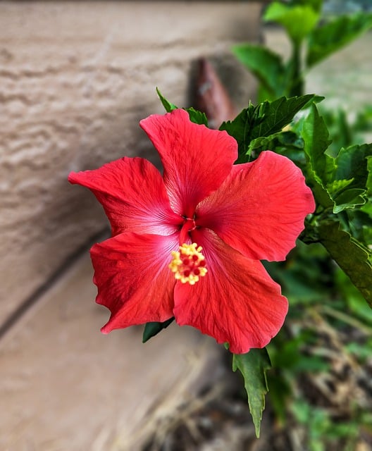 Free download flower hibiscus perenneal plant free picture to be edited with GIMP free online image editor