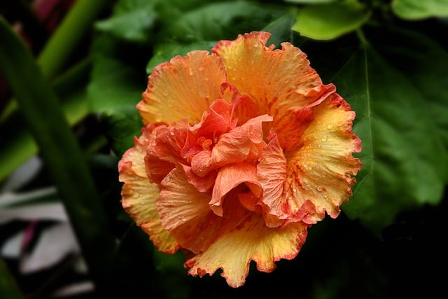 Free download flower hibiscus petals leaves free picture to be edited with GIMP free online image editor