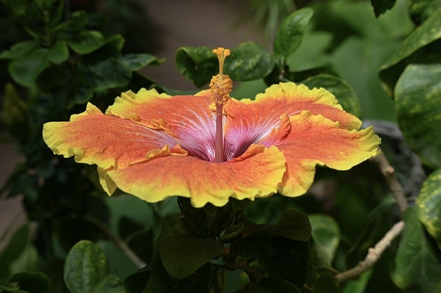 Free download flower hibiscus plant petals free picture to be edited with GIMP free online image editor