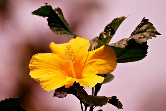 Free download flower hibiscus yellow flora free picture to be edited with GIMP free online image editor