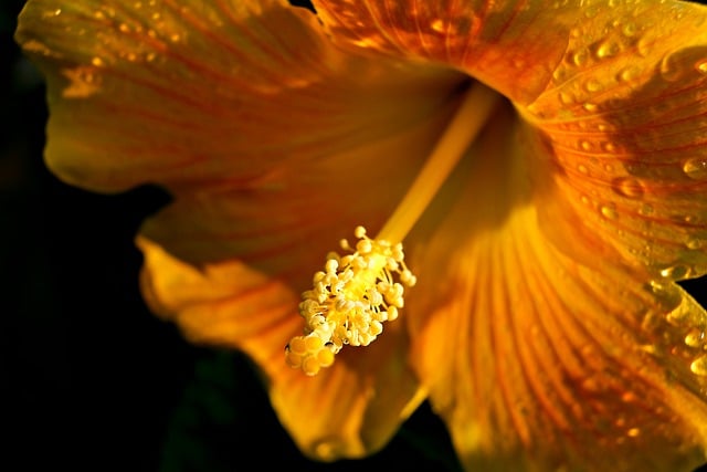 Free download flower hibiscus yellow hibiscus free picture to be edited with GIMP free online image editor