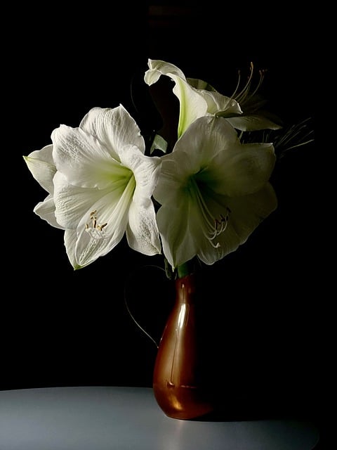 Free download flower hippeastrum button stamen free picture to be edited with GIMP free online image editor