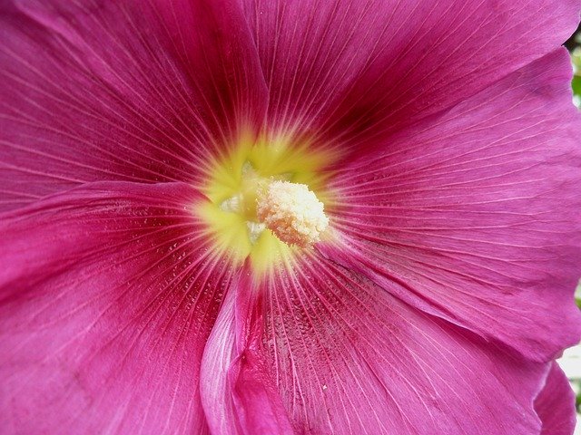 Unduh gratis Flower Hollyhock - foto atau gambar gratis untuk diedit dengan editor gambar online GIMP