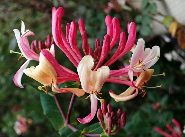 Descarga gratuita Flower Honeysuckle Perfume: foto o imagen gratuita para editar con el editor de imágenes en línea GIMP