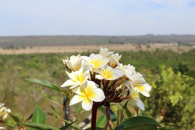 ດາວໂຫຼດຟຣີ Flower Horizon Nature ແມ່ແບບຮູບພາບທີ່ບໍ່ເສຍຄ່າເພື່ອແກ້ໄຂດ້ວຍຕົວແກ້ໄຂຮູບພາບອອນໄລນ໌ GIMP