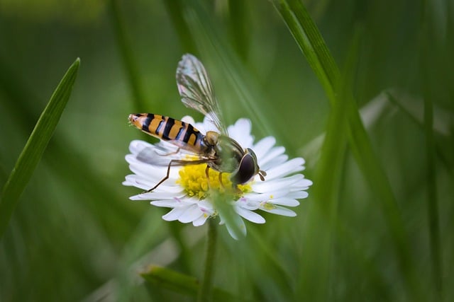Free download flower hover flying pollination free picture to be edited with GIMP free online image editor