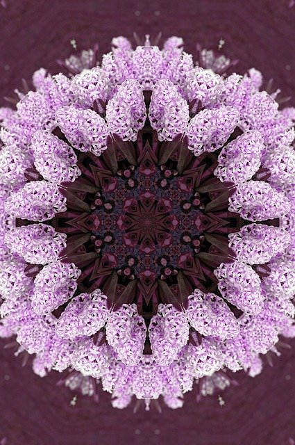 Free download Flower Hyacinth Garden -  free illustration to be edited with GIMP free online image editor