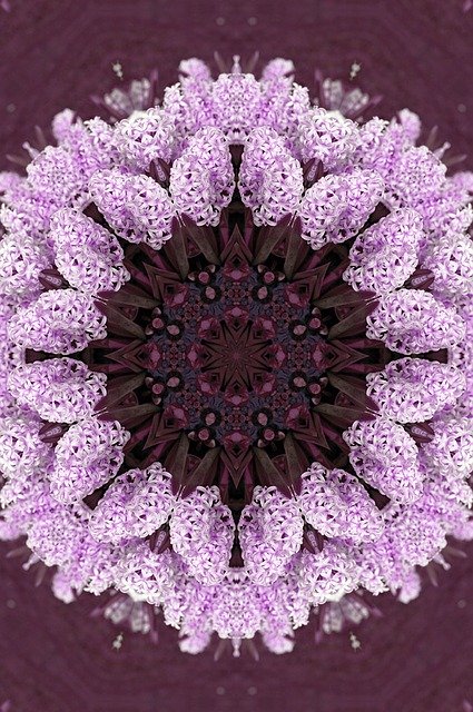 Free download Flower Hyacinth Garden -  free illustration to be edited with GIMP free online image editor