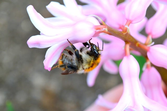 Free download flower hyacinth plant bumblebee free picture to be edited with GIMP free online image editor