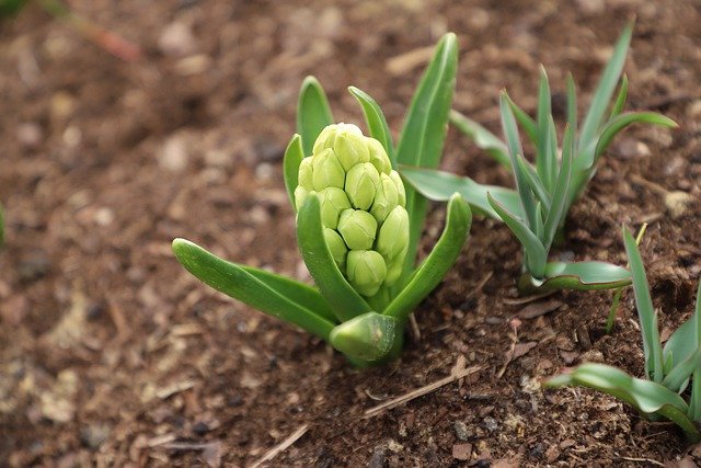 Free download flower hyacinth spring nature free picture to be edited with GIMP free online image editor
