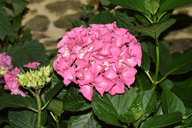 Free picture Flower Hydrangea -  to be edited by GIMP free image editor by OffiDocs