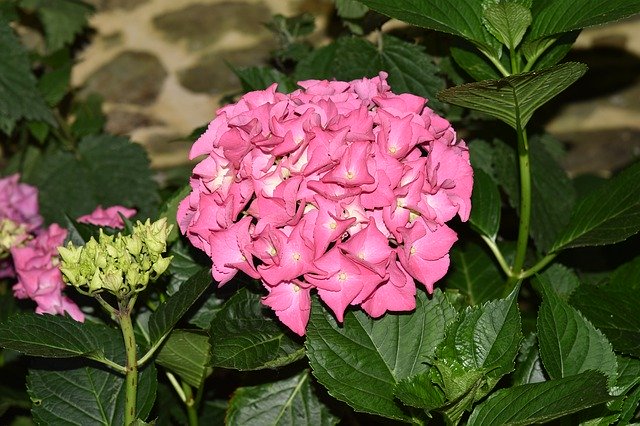 Free download Flower Hydrangea -  free photo or picture to be edited with GIMP online image editor