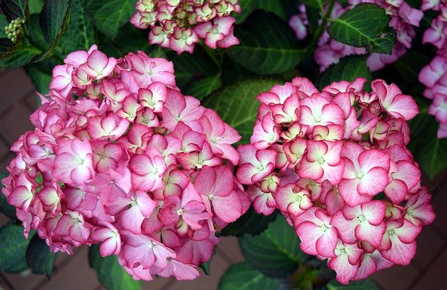 Free download Flower Hydrangea Blossom -  free photo or picture to be edited with GIMP online image editor