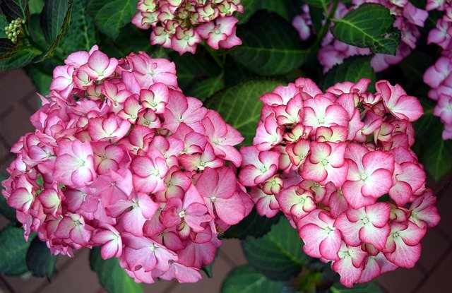 ดาวน์โหลดฟรี Flower Hydrangea Blossom - ภาพถ่ายหรือรูปภาพฟรีที่จะแก้ไขด้วยโปรแกรมแก้ไขรูปภาพออนไลน์ GIMP