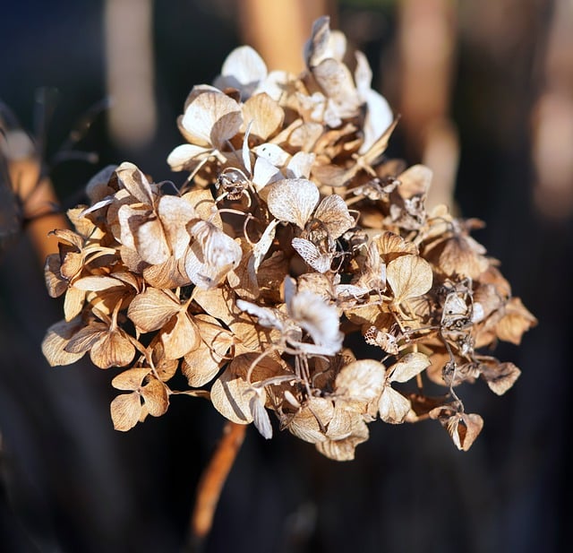 Free download flower hydrangea dried plant flora free picture to be edited with GIMP free online image editor