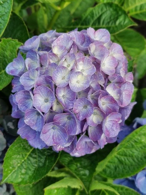 Free download Flower Hydrangea Garden -  free photo or picture to be edited with GIMP online image editor