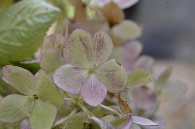 Free download Flower Hydrangea Nature -  free photo or picture to be edited with GIMP online image editor