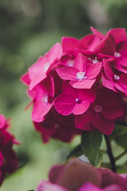 Free download flower hydrangea plant blossom free picture to be edited with GIMP free online image editor
