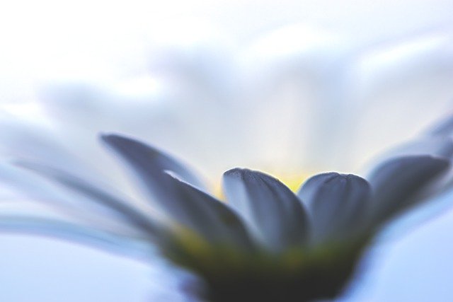 Free download flower illusion circle dance free picture to be edited with GIMP free online image editor