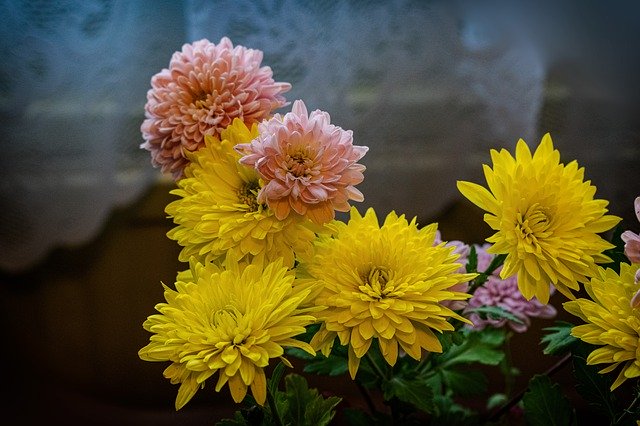 Descarga gratuita Flower In Bloom Chrysanthemum - foto o imagen gratis y gratuita para editar con el editor de imágenes en línea GIMP