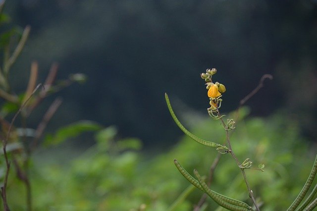 دانلود رایگان Flower India West Bengal - عکس یا تصویر رایگان برای ویرایش با ویرایشگر تصویر آنلاین GIMP