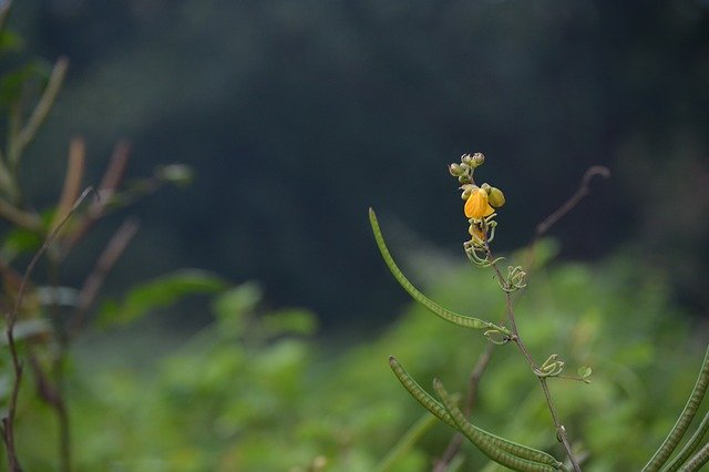 تنزيل Flower India West Bengal مجانًا - صورة مجانية أو صورة لتحريرها باستخدام محرر الصور عبر الإنترنت GIMP