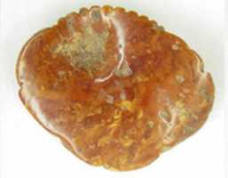 Free download Flower in Full Blossom free photo or picture to be edited with GIMP online image editor